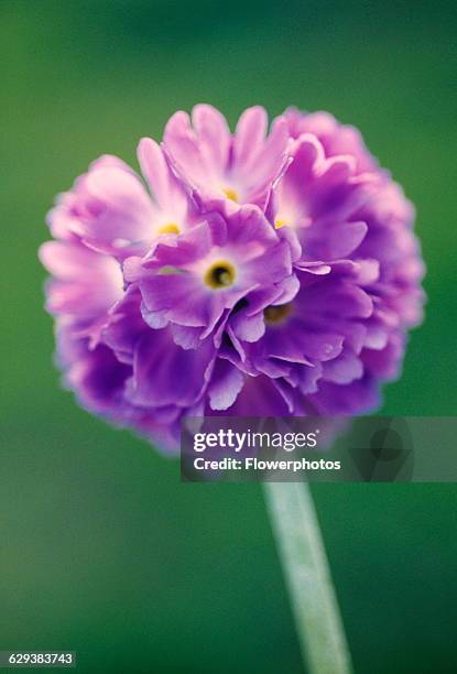 Drumstick primrose, Primula denticulata.