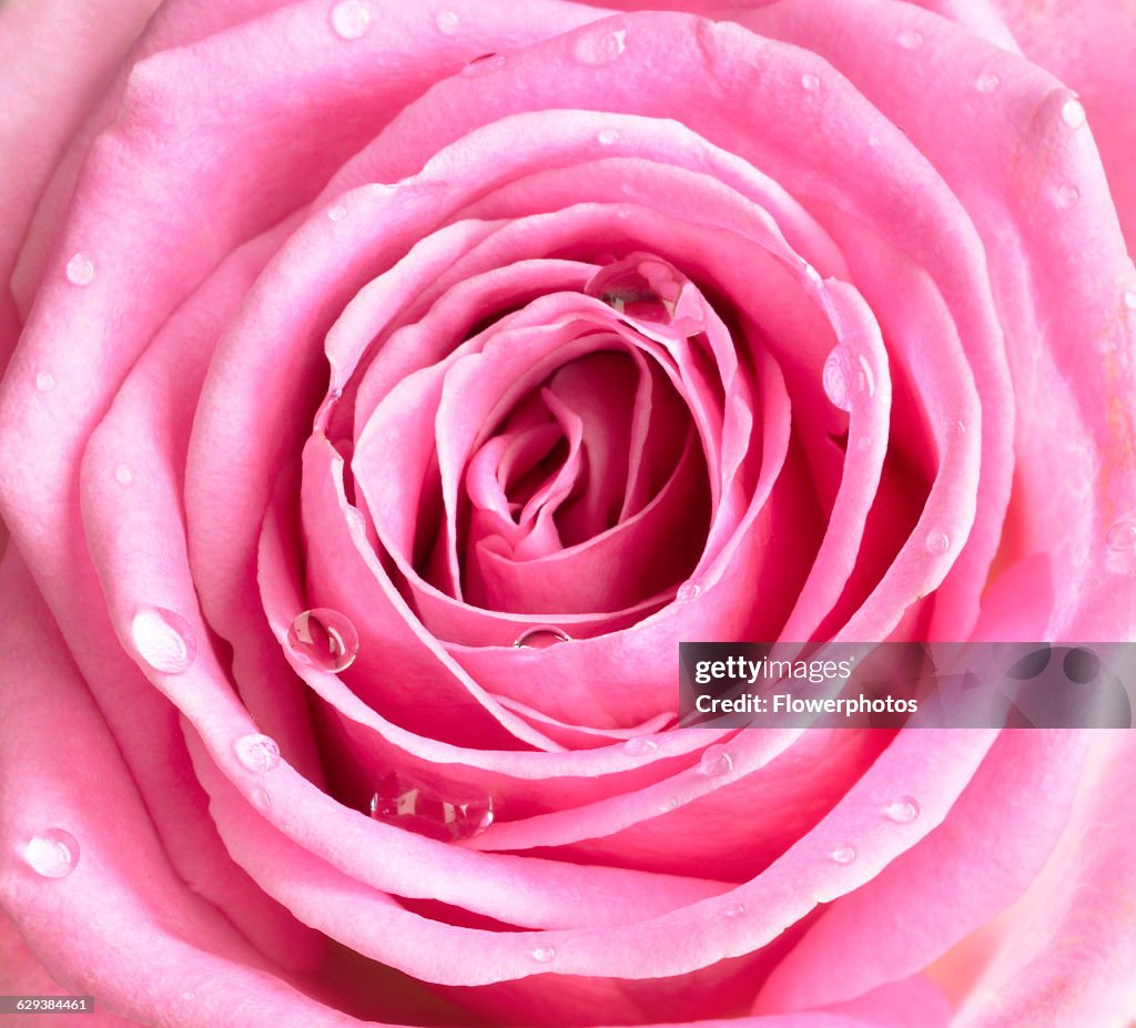 Rose Not Rosa Rose, Rosa, variety not identified. News Photo - Getty Images