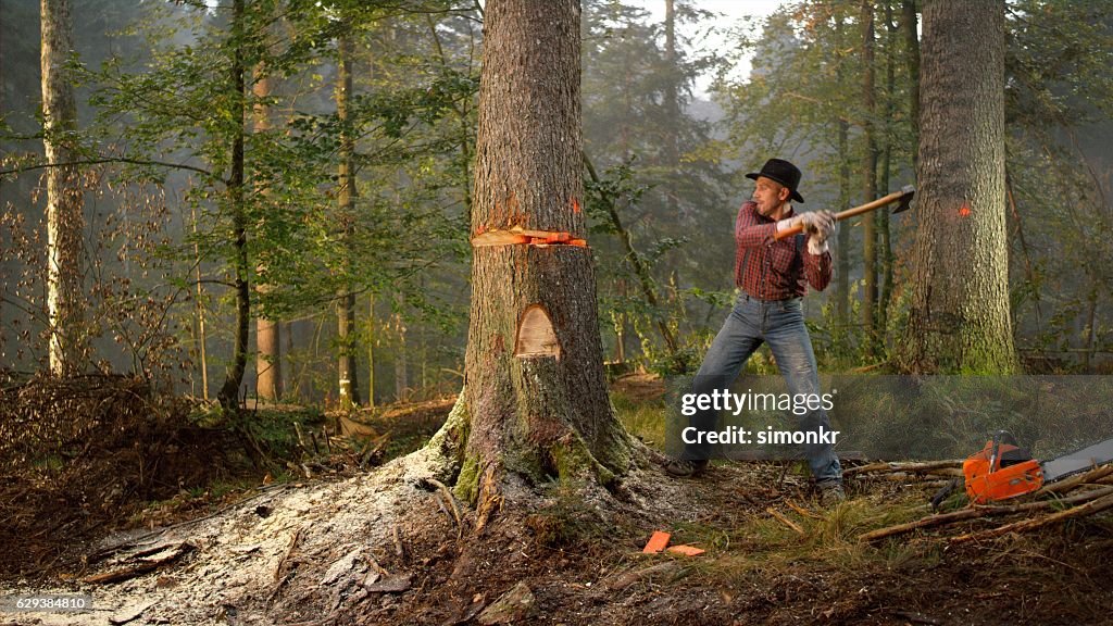 Man cutting tree in forest