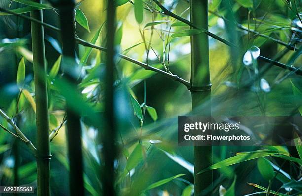 Black bamboo, Phyllostachys nigra.