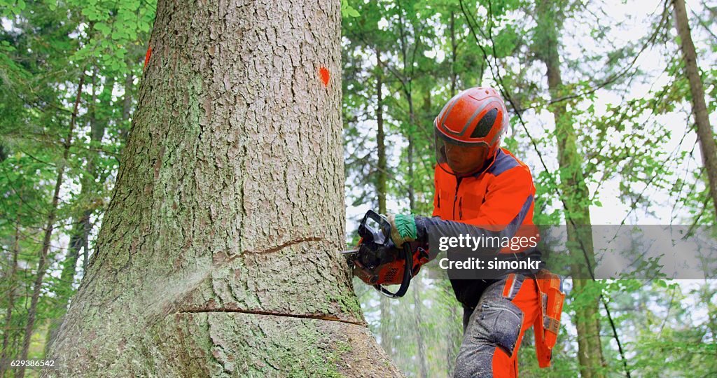 Man with chainsaw cutting tree trunk