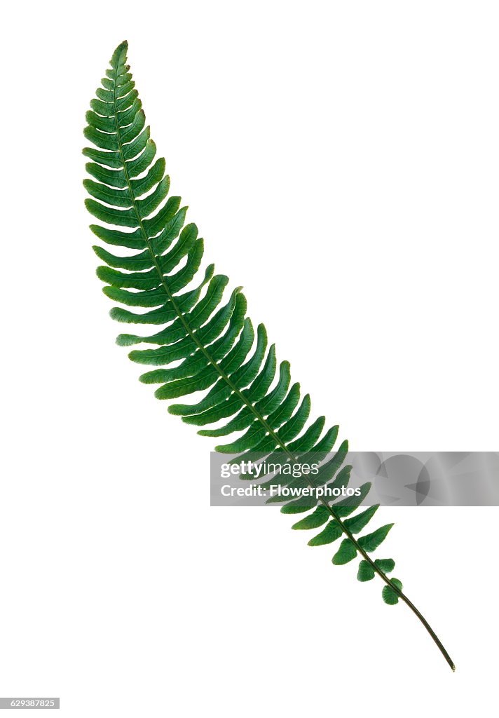 Boston fern.