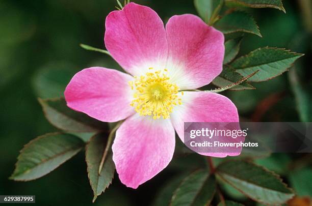 Rose / Wild rose / Dog rose, Rosa canina.