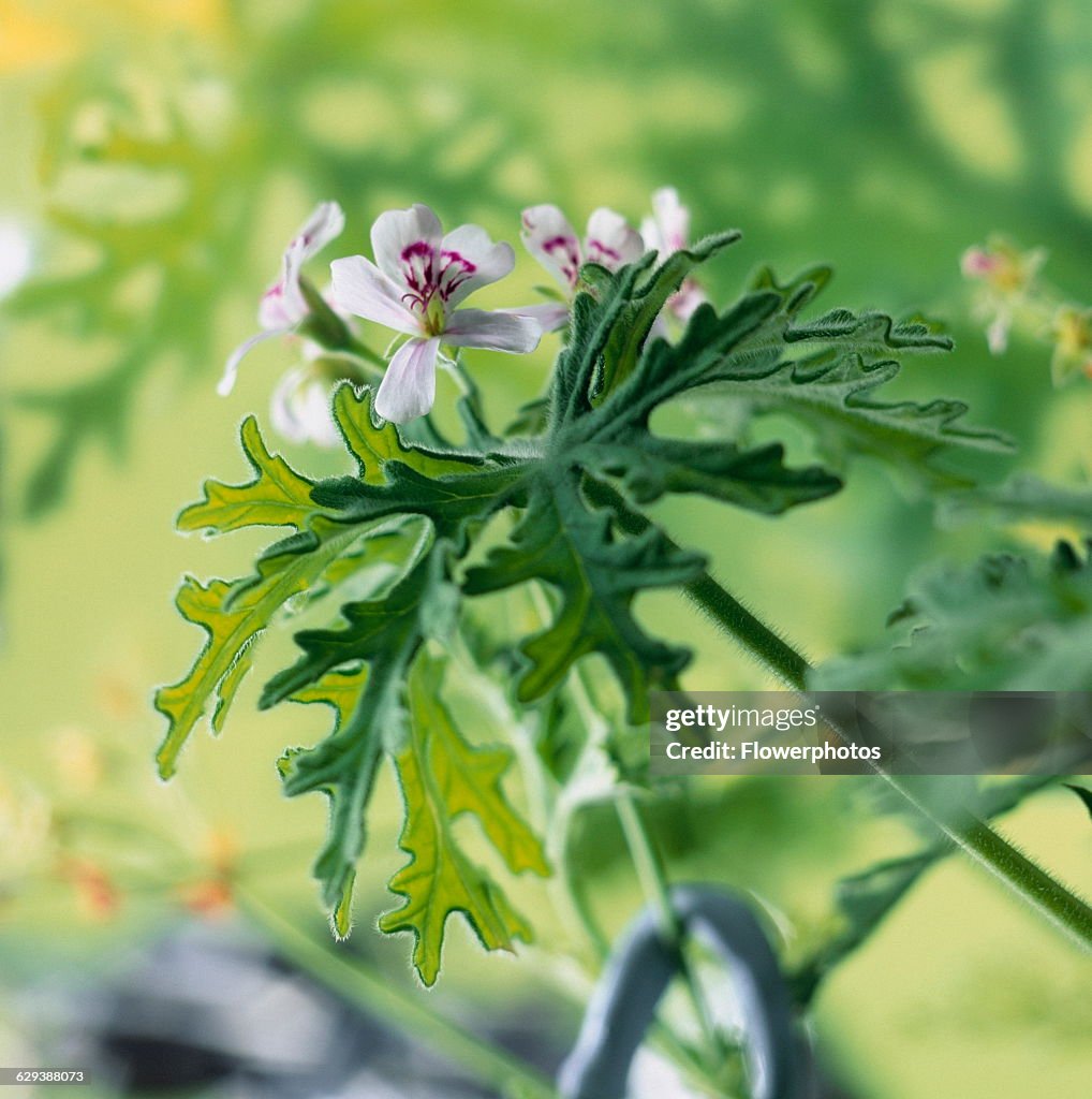 Scented geranium / Pelargonium.