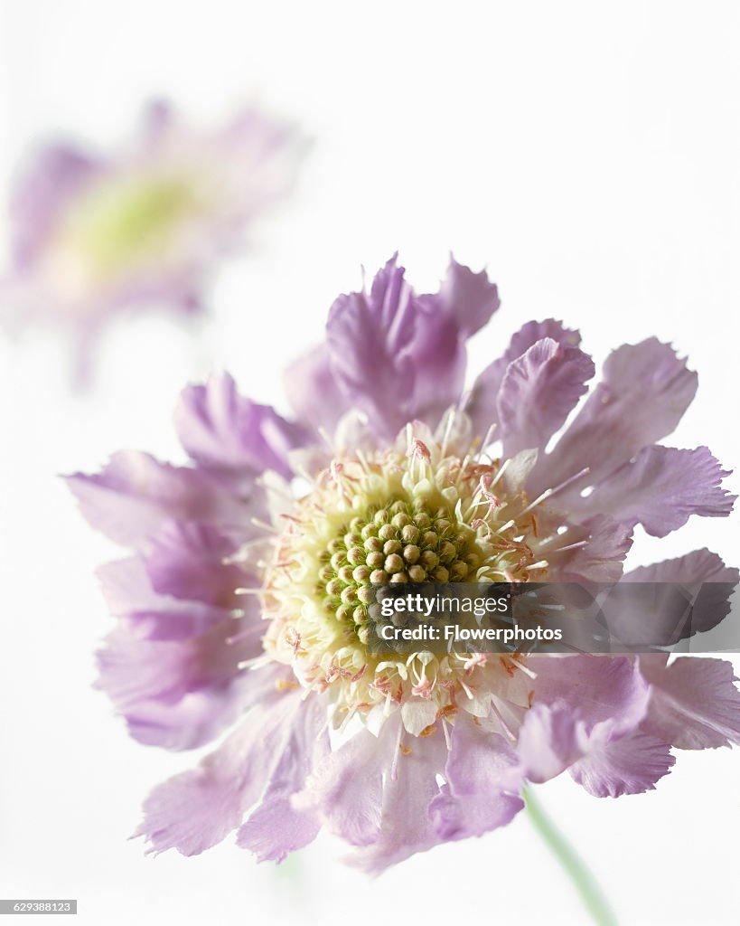 Scabious.