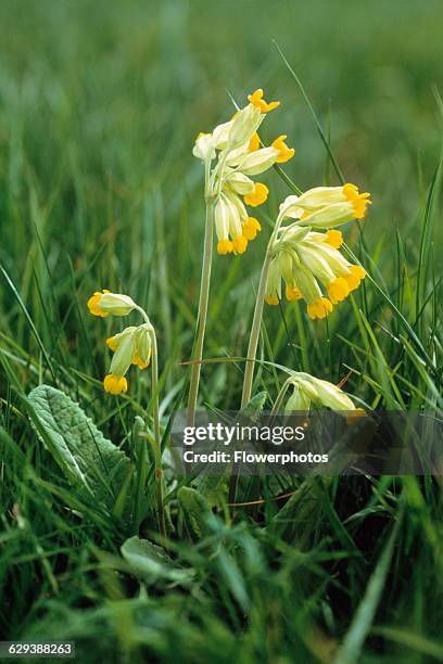 Cowslip, Primula veris.