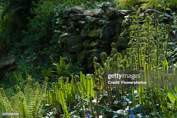 Fern, Hart's tongue fern, Asplenium scolopendrium with shuttlecock fern, Matteuccia struthiopteris and others, unfurling in spring, in a garden with...