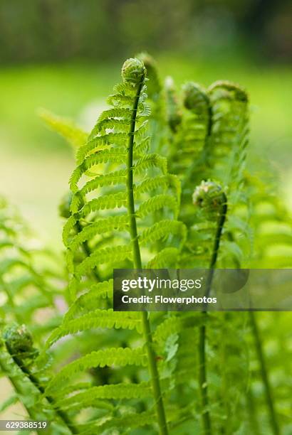 Ostrich fern / Shuttlecock fern, Matteuccia struthiopteris.