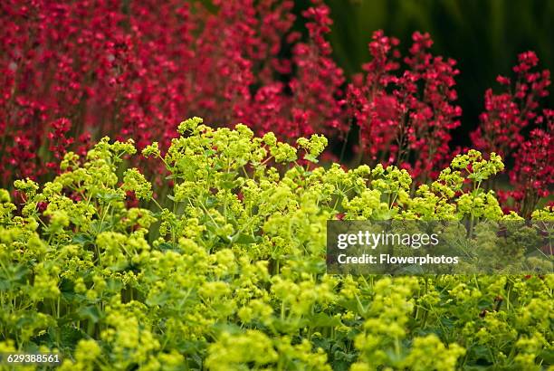 Lady's mantle, Alchemilla mollis.