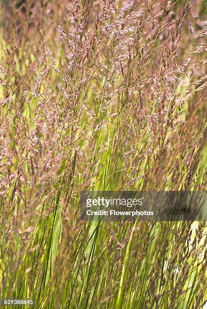 Korean feather reed grass, Calamagrostis brachytricha / Stipa brachytricha.