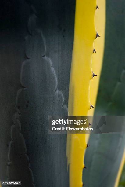 Agave, Agave americana marginata.