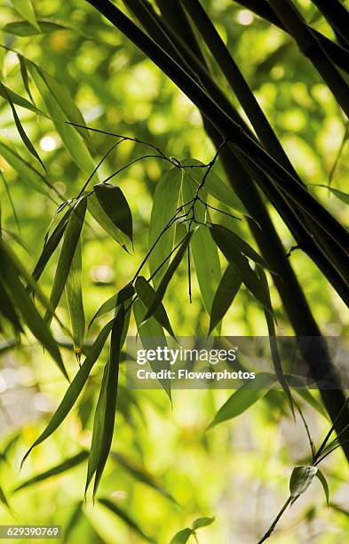 Black bamboo, Phyllostachys nigra.