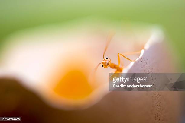 cute little lonely red ant - cute or scary curious animal costumes from the archives stockfoto's en -beelden