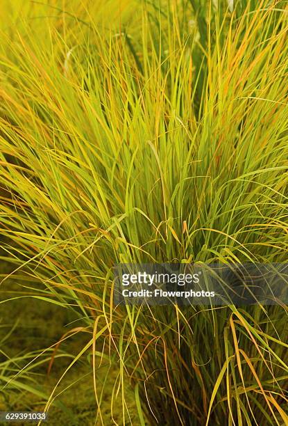 Pheasant tail grass, Stipa arundinacea 'Autumn tints'.