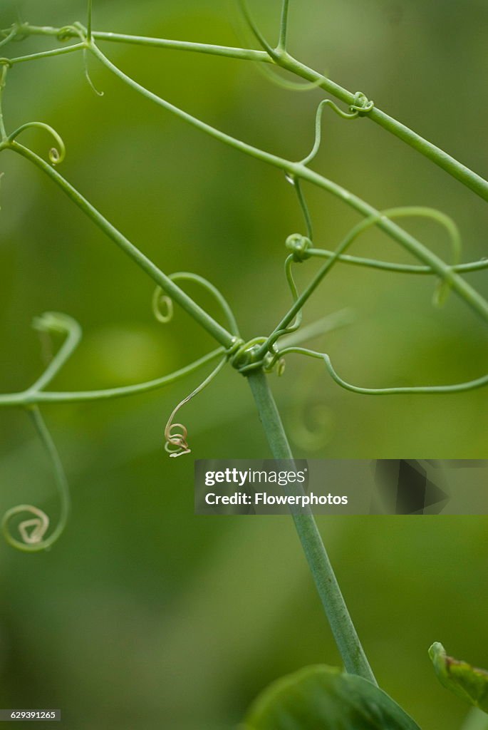 Pea.