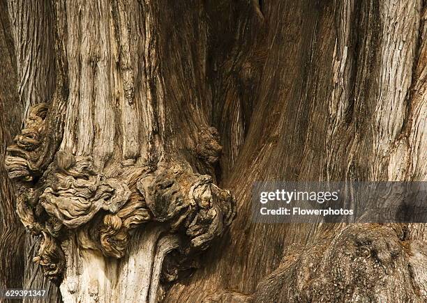 Montezuma Cypress, Taxodium mucronatum.