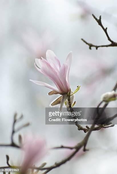 Kobushi magnolia, Magnolia kobus.