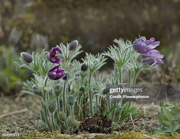 Alpine pasqueflower, Pulsatilla alpina.