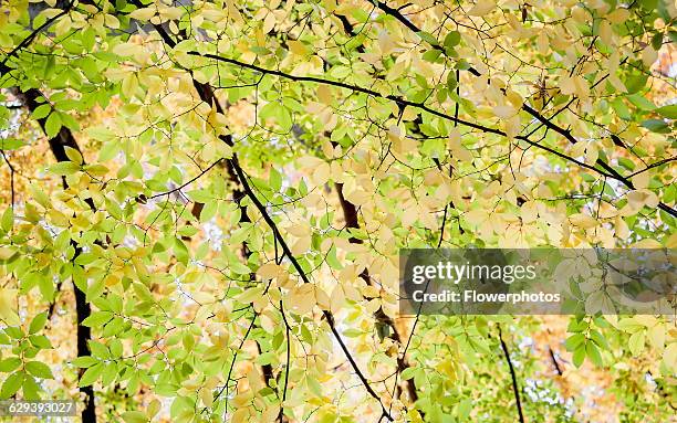 Japanese zelkova, Zelkova serrrata tree. Viewed from underneath looking up at the canopy of leaves turning yellow and backlit.