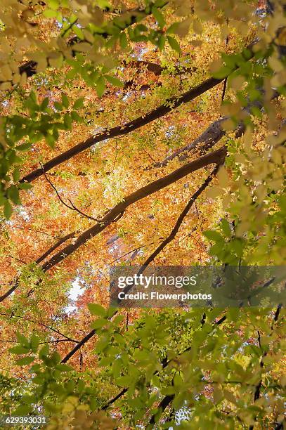 Japanese zelkova, Zelkova serrrata tree. Viewed from underneath looking up at the canopy of leaves turning yellow and backlit.