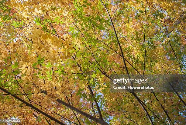 Japanese zelkova, Zelkova serrrata tree. Viewed from underneath looking up at the canopy of leaves turning yellow and backlit.