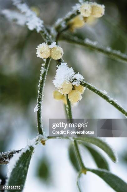 Mistletoe, Viscum album.