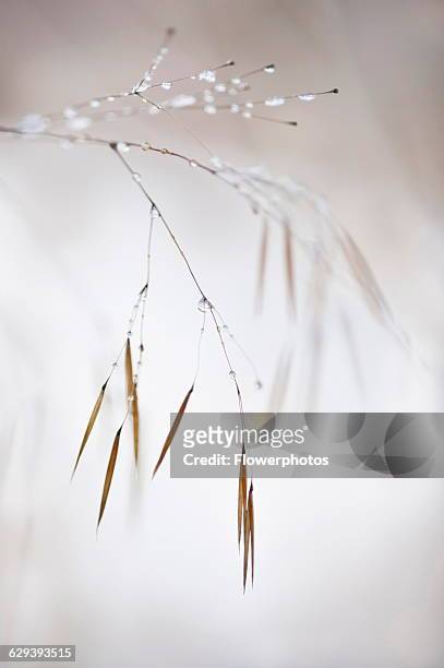 Golden oats, Stipa gigantea, A panicle of the brown winter seeds hanging from a stem and covered in frozen droplets.