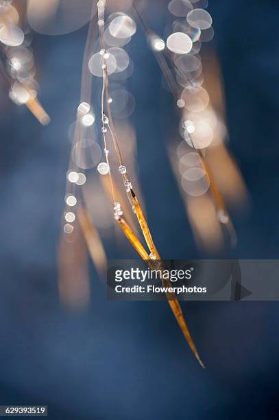 Golden oats, Stipa gigantea, A panicle of the yellow winter seeds hanging from a stem and covered in frozen droplets.