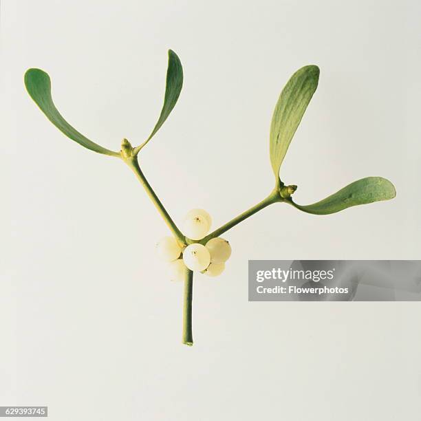 Mistletoe, Viscum album.