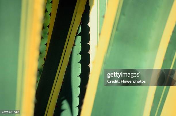 Agave, Agave americana marginata.