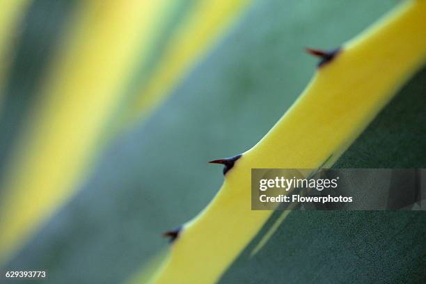 Agave, Agave americana marginata.