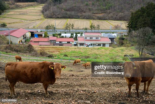 Japanese Ranches Japanese Cow Photos and Premium High Res Pictures - Getty Images
