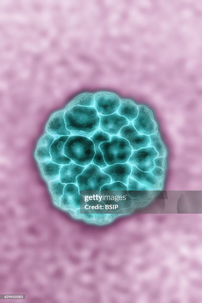 Papilloma virus, tem