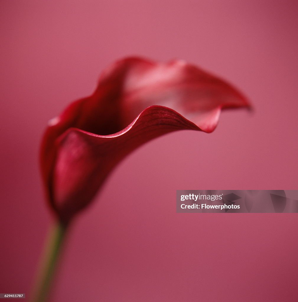 Arum lily / Calla lily.