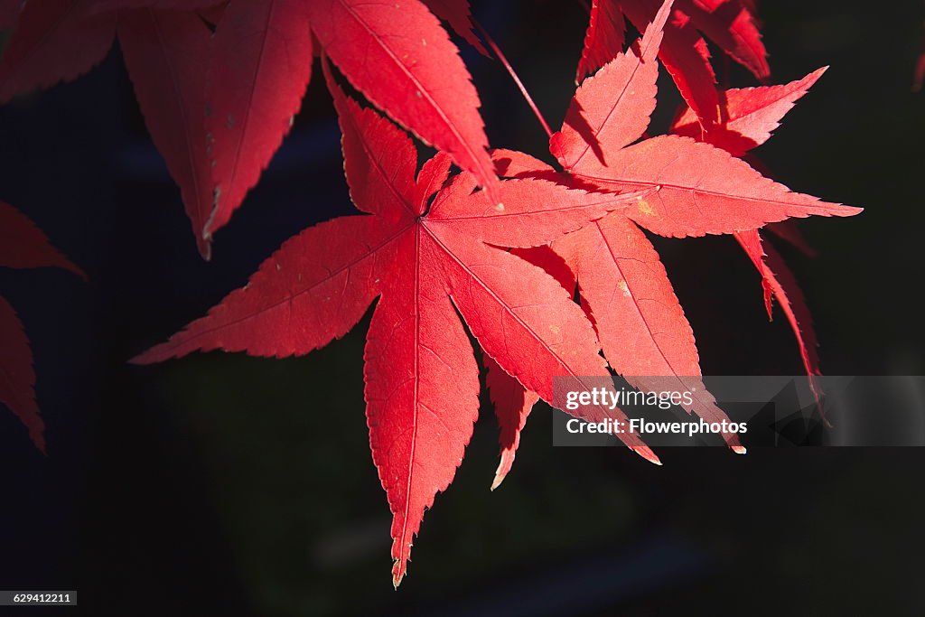 Japanese maple.