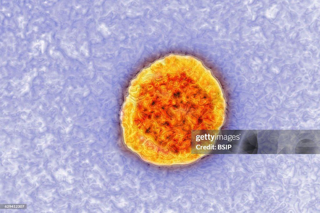 Hepatitis c virus