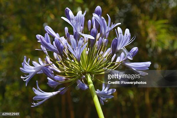 Agapanthus. Close up of Agapanthus africanus, umbel of blue, trumpet shaped flowers. England, West Sussex, Chichester.