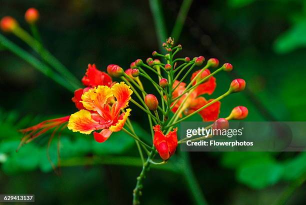 Flame Tree. Bright orange and red flowers set on branched central stem. Phrao, Chiang Mai, Thailand.