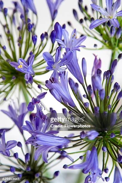 Agapanthus africanus, Blue purple flowers on an umbel shaped flowerhead forming a pattern against a white background.