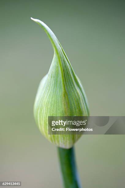 Agapanthus africanus, Close view of flower bud, against a green background.