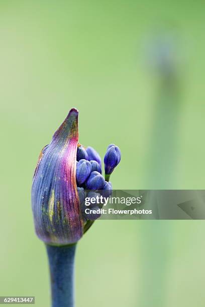 Agapanthus africanus, Close view of blue purple flowers emerging from sheath.