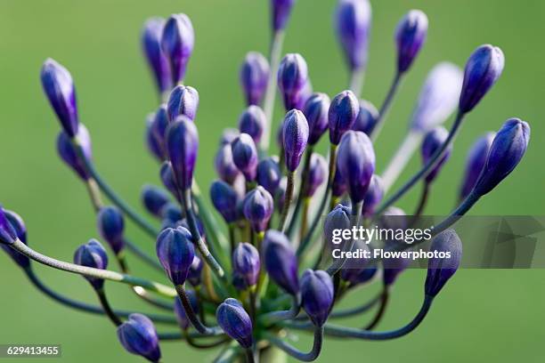 Agapanthus africanus, Close view of blue purple flowers about to emerge, growing in an umbel shape, against green background.