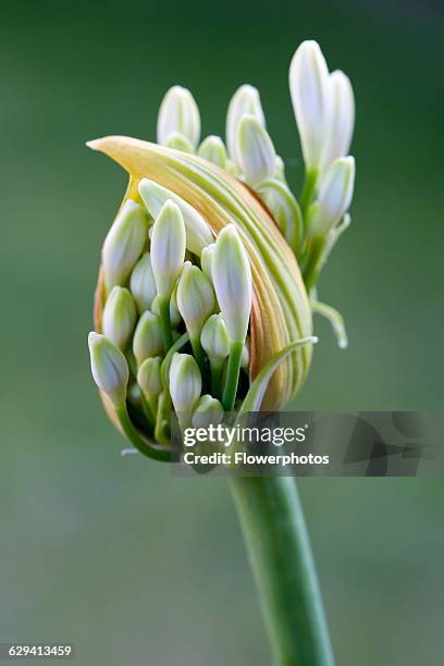 Agapanthus africanus, Close view of white flower about to emerge, against green background.