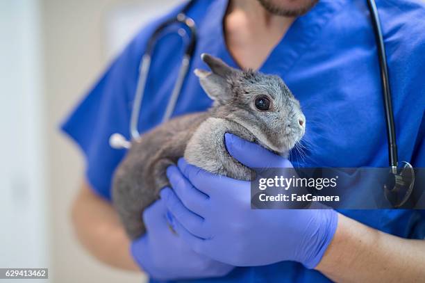 adult male vet holding a domestic bunny during a checkup - rabbit imagens e fotografias de stock