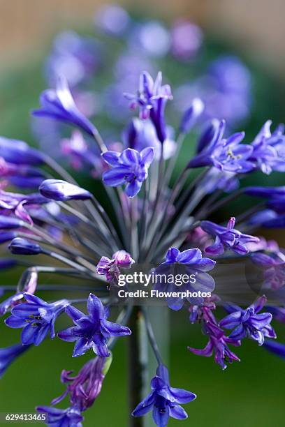 Agapanthus africanus, Close view of blue purple flowers emerging, from an umbel shaped flowerhead, against a green background.