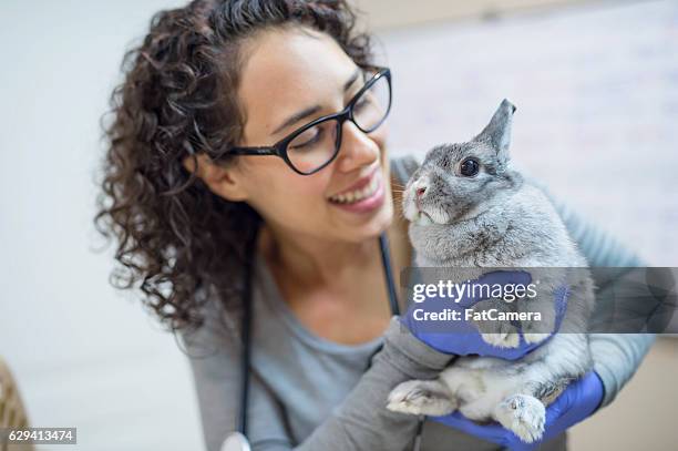 veterinaria que sostiene un conejito para un chequeo - conejo animal fotografías e imágenes de stock