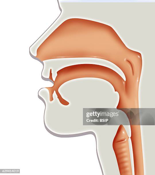 Illustration of the respiratory tract with the nasal cavity, the pharynx, delineated at the front by the oral cavity and the laryngeal cavity.