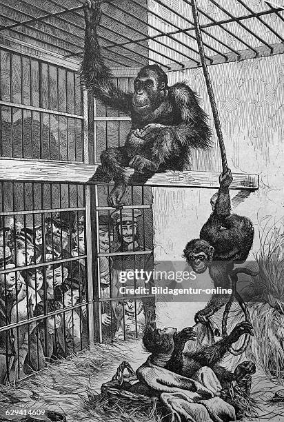 An orangutan and a chimpanzee at the berlin aquarium, berlin, germany, historic illustration, 1877