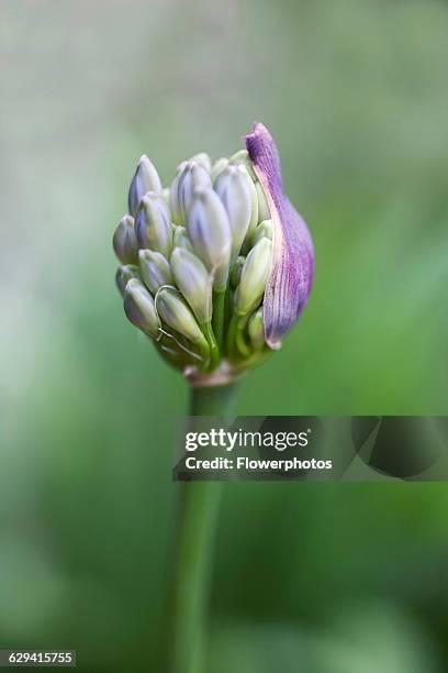 Agapanthus, Agapanthus cultivar.