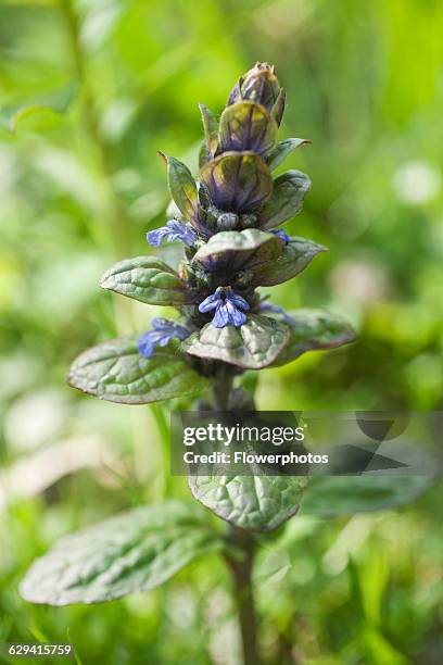 Bugleweed Tea Bugleweed Photos and Premium High Res Pictures - Getty Images
